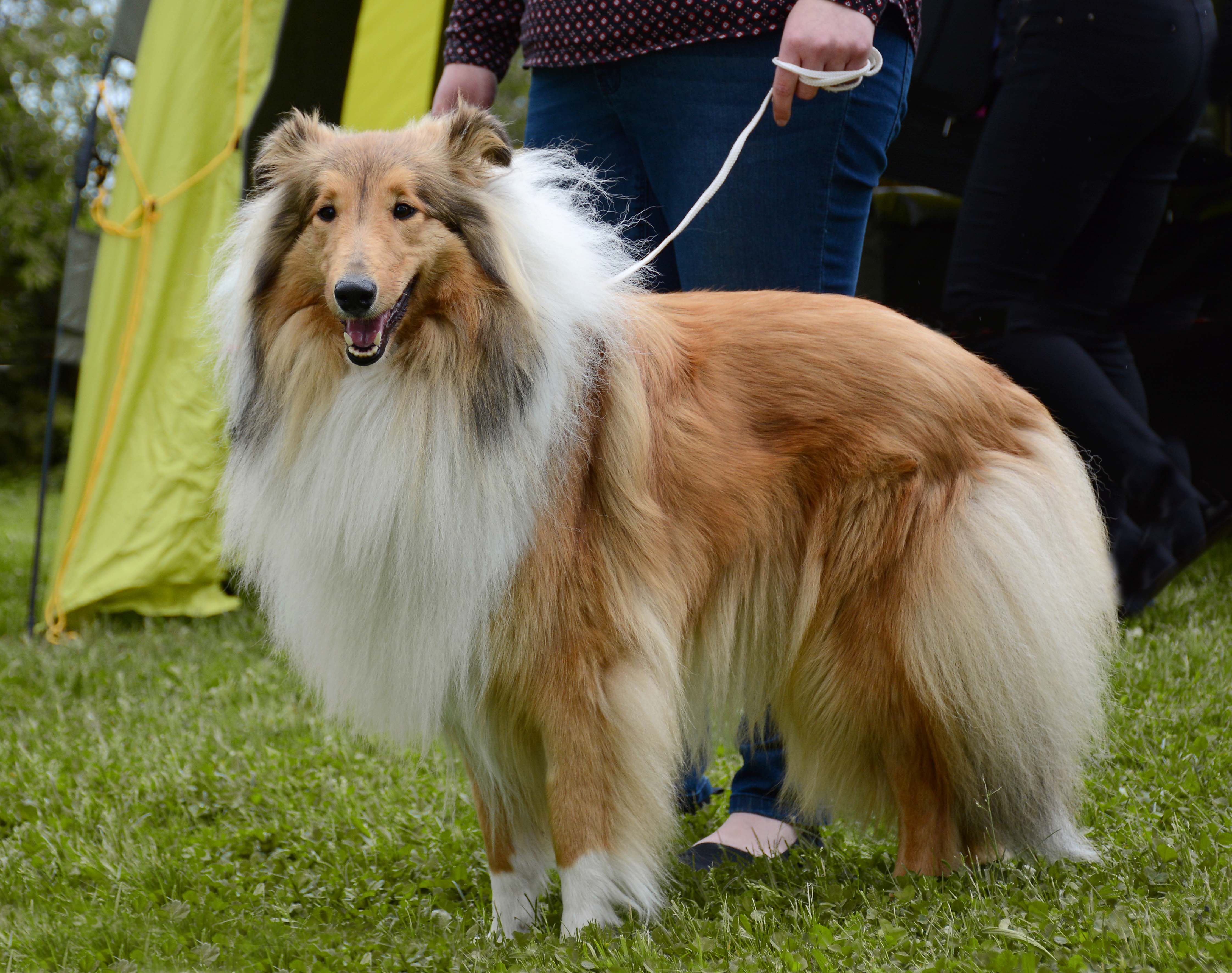 Ginger Karino Bohemia